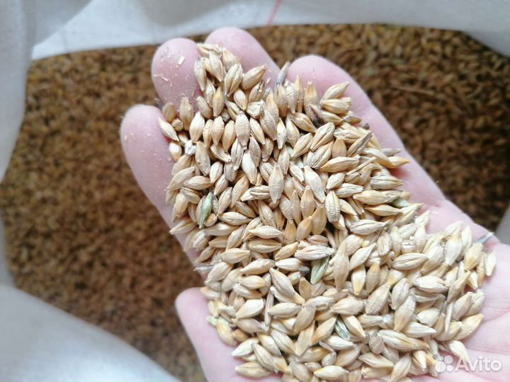 Зерно пшеница ячмень овес кукуруза