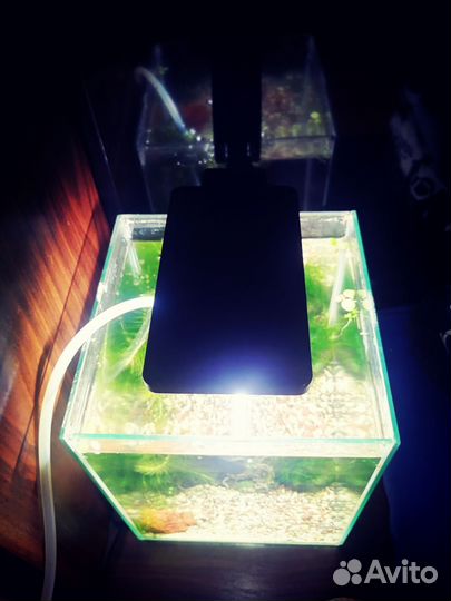 Аквариум 10 литров