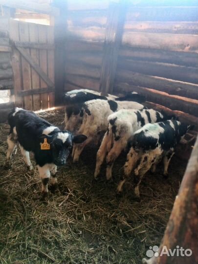 Бычки и телята