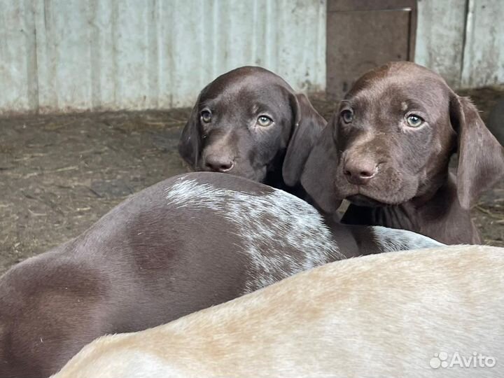 Щенки курцхаара