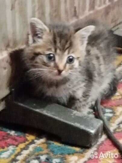 Котик в добрые руки