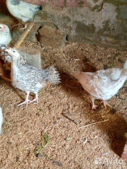 Цыплята