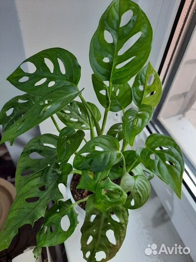 Монстера Adanzonii