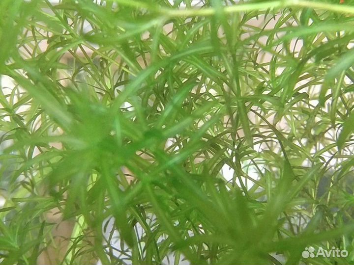 Аквариумные растения