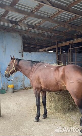 Кабардинский жеребец