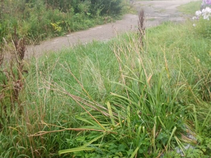 Участок 20 сот. (ИЖС)