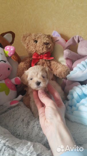 Мальтипу.девочка Элли и мальчик Шон