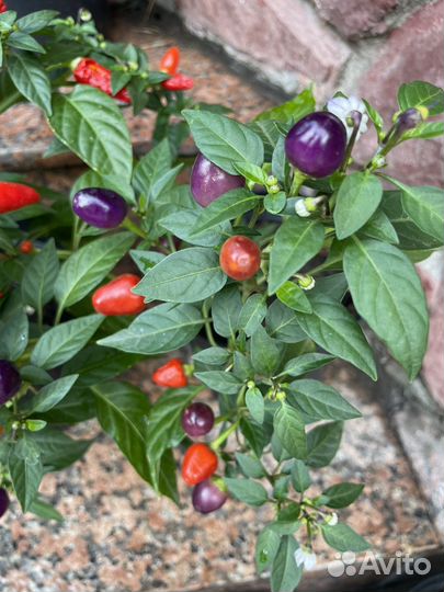 Острый перчик на подоконнике