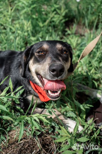 Собака в добрые руки