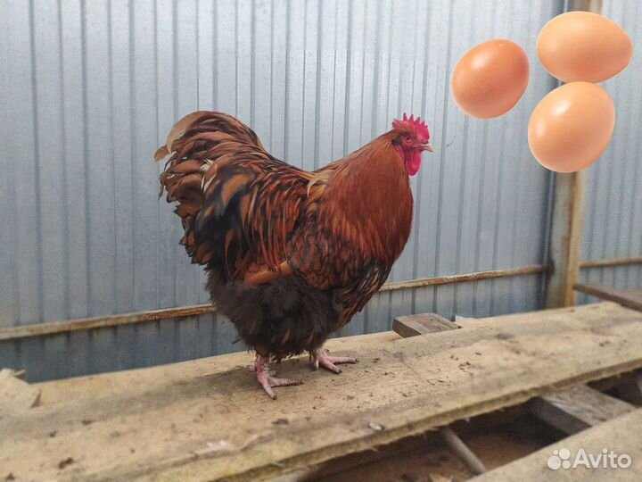 Яйца инкубационные породистых кур