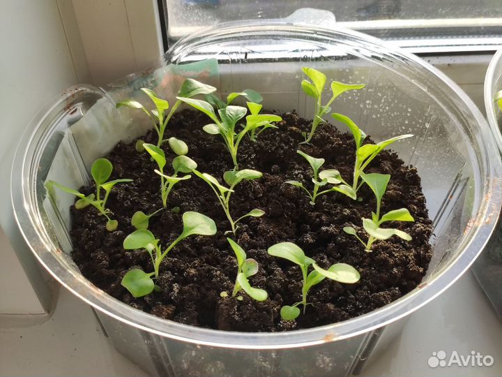 Рассада петунии