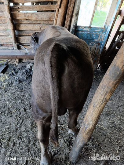 Быки живыми