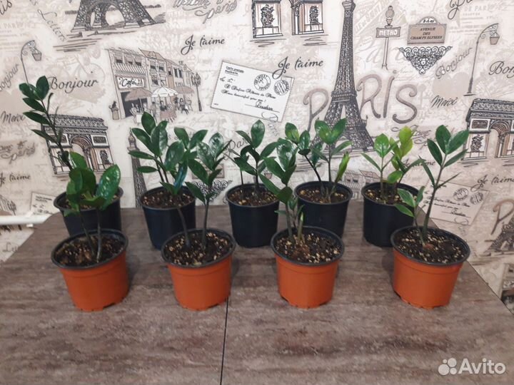 Замиокулькас