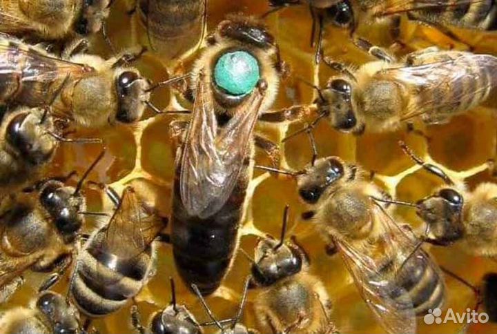 Пчёлосемьи