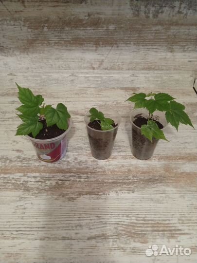 Комнатные цветы