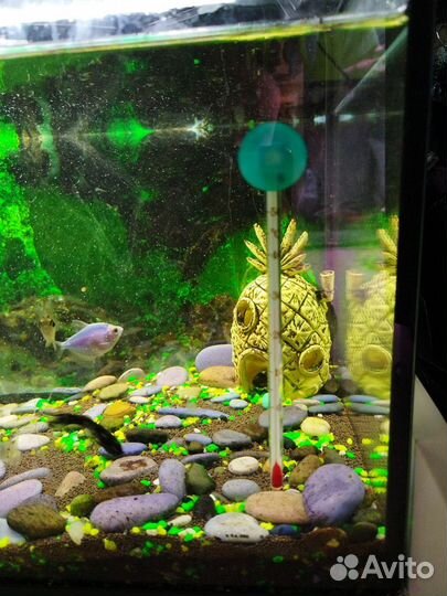 Аквариум на 60л