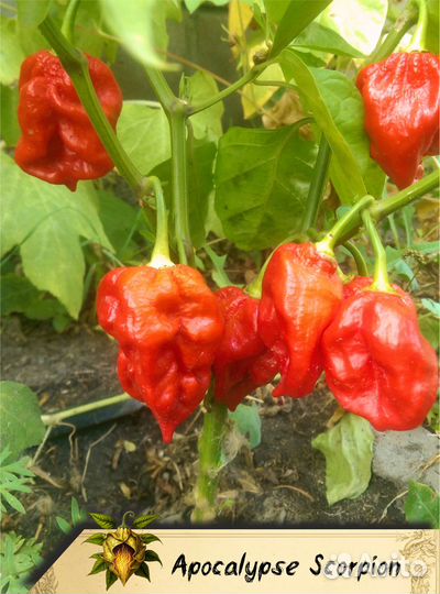 Семена острого перца Каролина Рипер и др. лютейших