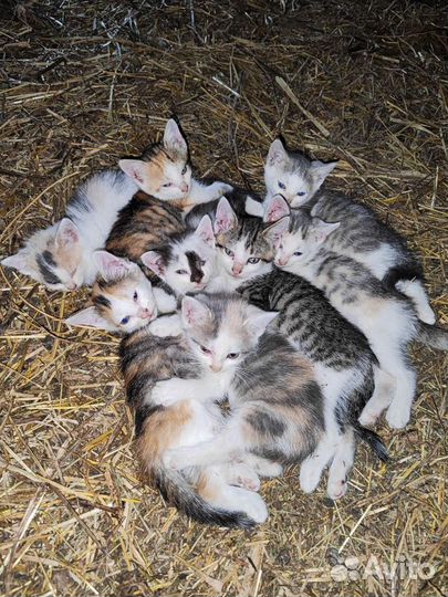 Котята в добрые руки