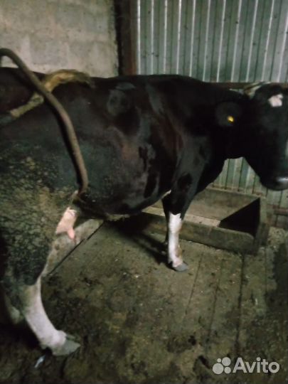 Продам коров и телок
