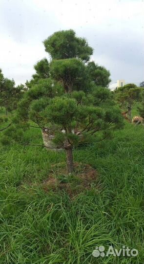 Туя Смарагд