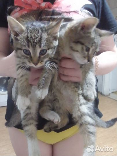 Котятки в добрые руки