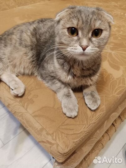 Отдам в добрые руки вислоухую кошечку
