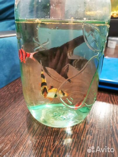 Аквариумные рыбки