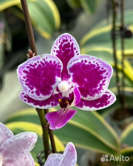 Орхидея фаленопсис