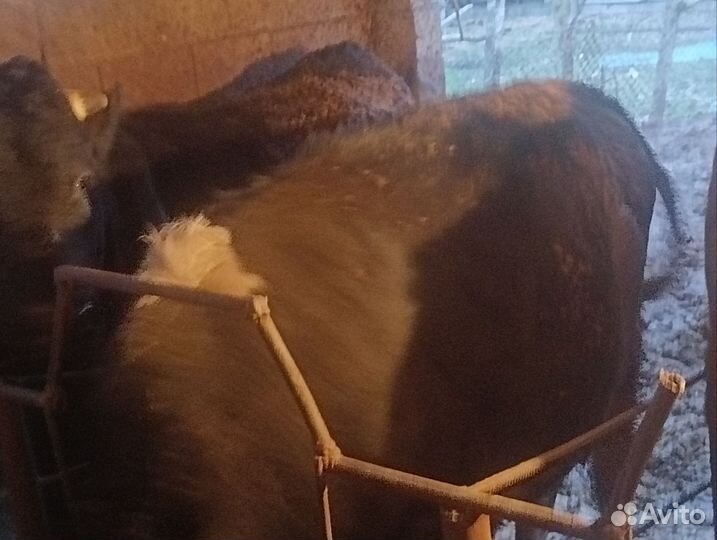 Бычки на мясо