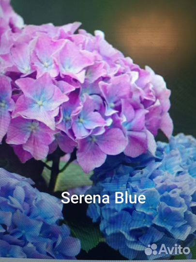 Гортензия крупнолистная саженцы