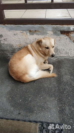 Пёс слишком домашний