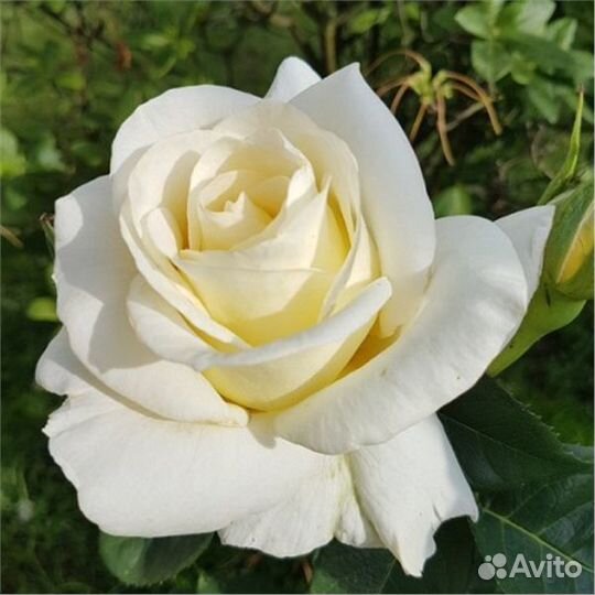 Розы и пионы сортовые (зкс)