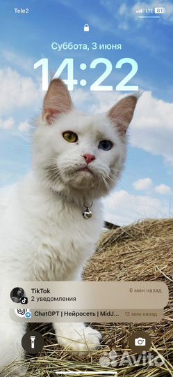 Ищем жениха