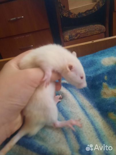 Белая декоративная крыса самец с клеткой