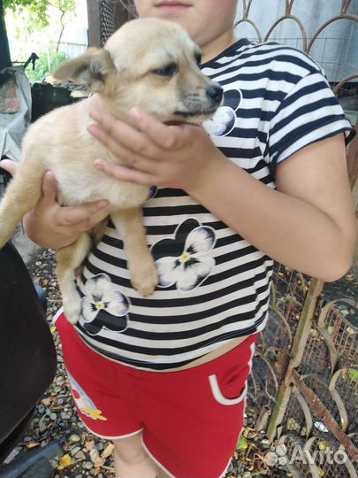 Собаки бесплатно в добрые руки щенки