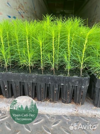 Зкс и окс Сосна Ель Лиственница сеянцы Голуб горн