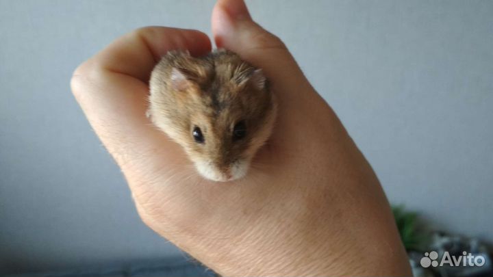 Джунгарский хомяк с клеткой