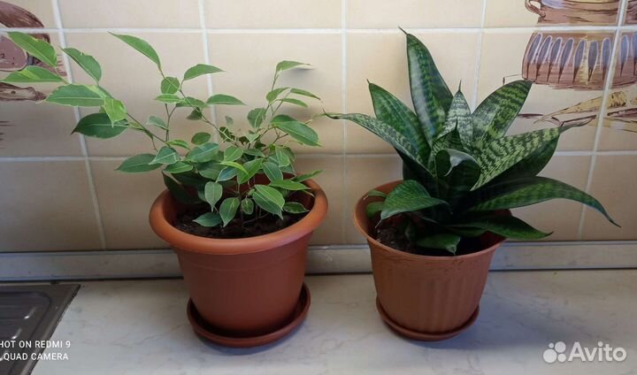 Комнатные растения разные