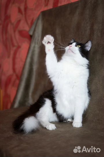 Кошка