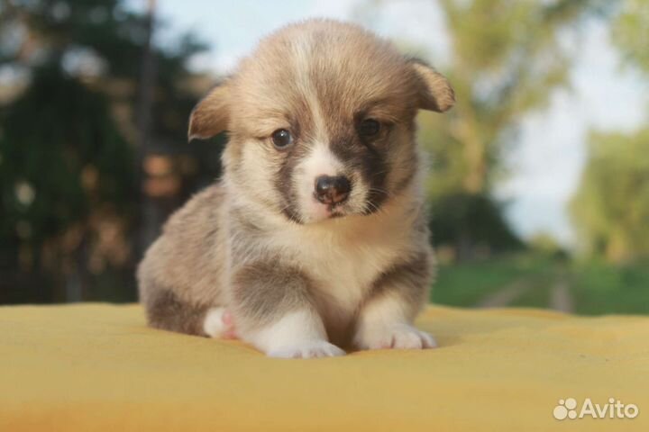 Щенки корги, вельш корги пемброк