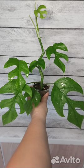 Рафидофора тетрасперма (монстера минима)