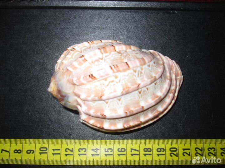 Морские ракушки раковины