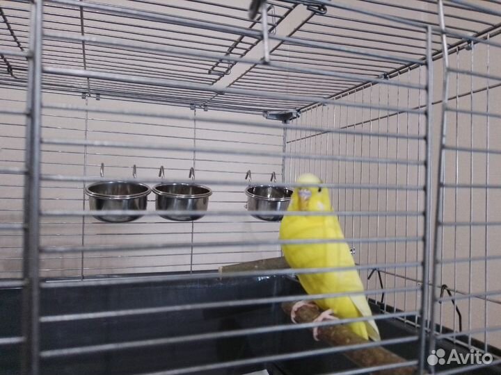 Продается пара волнистых попугайчиков с клеткой и