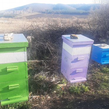 Продается пасека