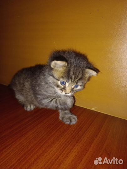 Кошки в добрые руки бесплатно