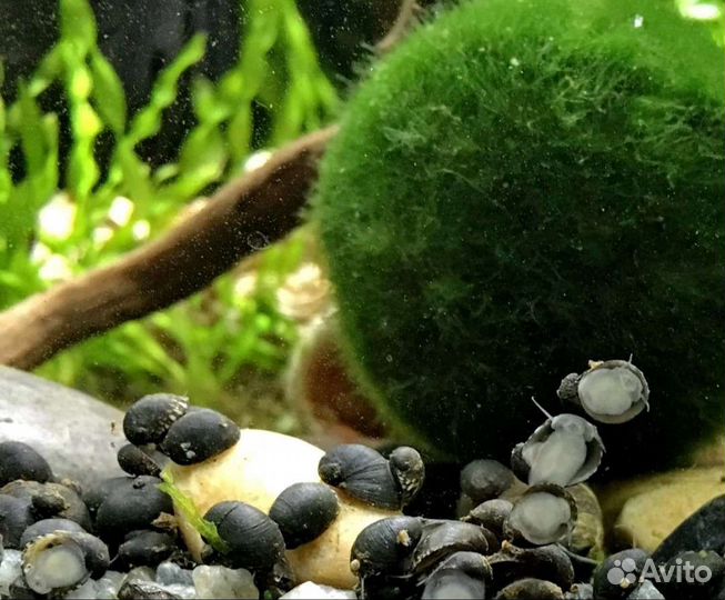 Теодоксусы(своего разведения),Неретины,Тиломелании