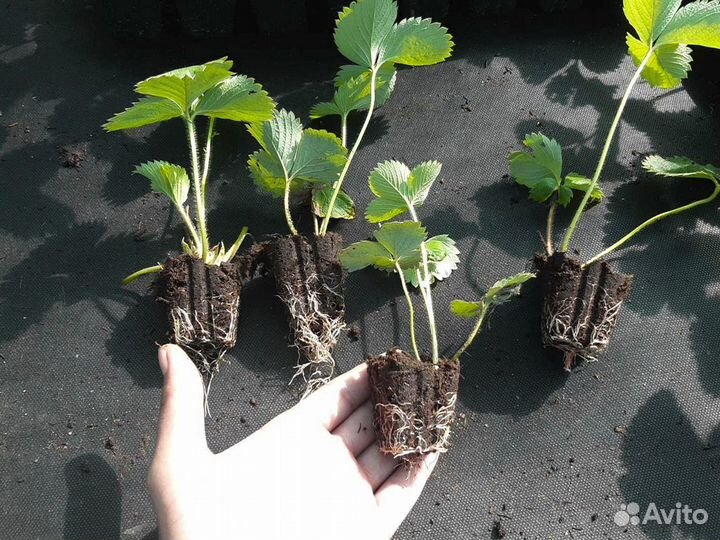 Рассада клубники. Крупная ягода