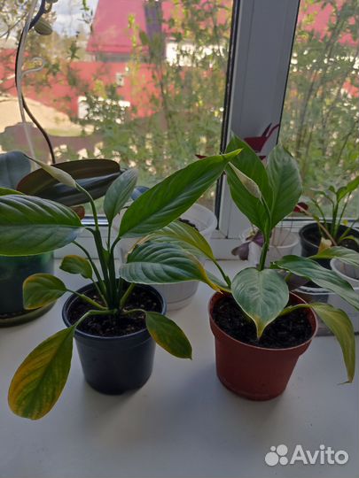 Спатифиллум женское счастье