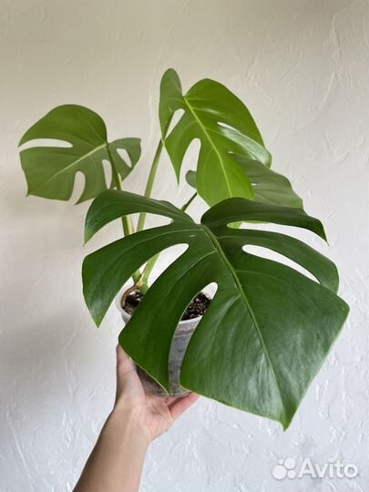 Монстера деликатесная, делициоза