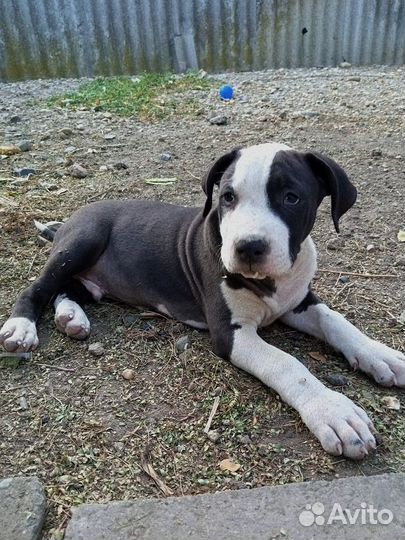 Щенки питбуля